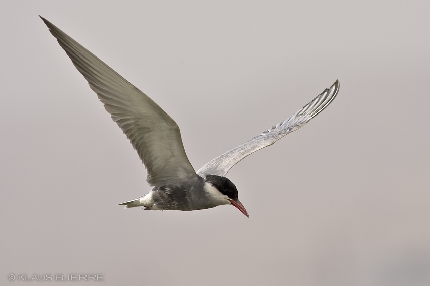 Whiskered Tern_KBJ0441.jpg - Whiskered Tern - north beach Eilat